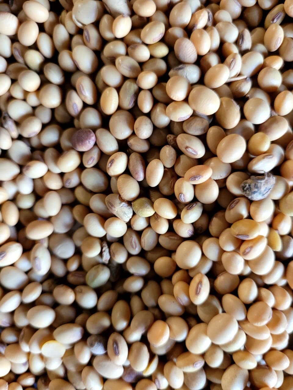 Fèves de soja triées prêtes à l'export
